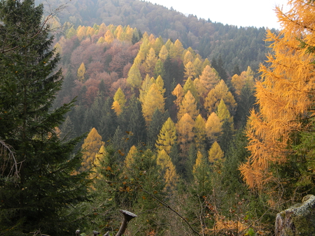 autumn - forest, nature, mountain, autumn