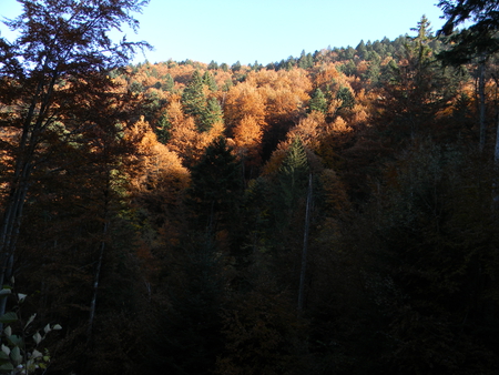 nature - nature, autumn, forest, mountain