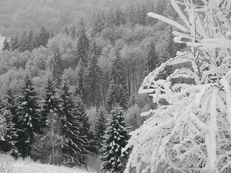 snow - winter, nature, snow, forest, mountain