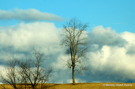 Stand alone - sky, trees, clouds, blue, skies, tree