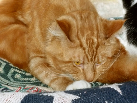 I am sleeping....don't bother me - cat, orange, cute, male