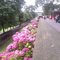 Princes Street Gardens Flowers