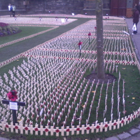 Remembrance Poppy Field