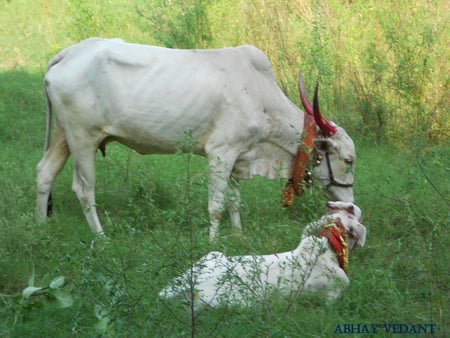 Animals Love.. - aman, abhay, abhi, arun