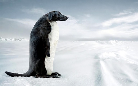 hybrid - hybrid, penguin, polar region, dachshund