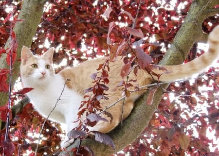 On Watch - limb, tree, leaves, cat