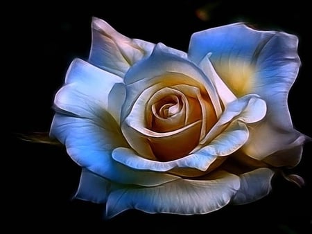 Magical rose - blooms, blossoms, delicate, beautiful, buds, bud, lovely, flowers, colorful, nature, soft, pretty flowers, nice