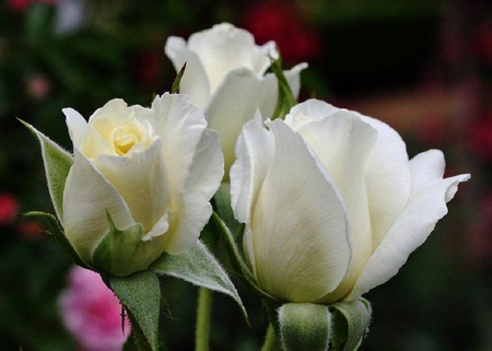 Fresh white  rose - blossoms, delicate, soft, beautiful, flowers, white roses, buds, pretty flowers, nice, lovely, blooms, nature, bud, colorful