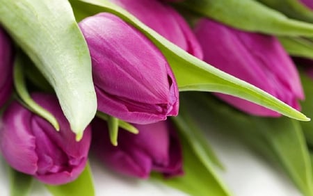 Tulips - blooms, blossoms, delicate, beautiful, buds, bud, lovely, flowers, colorful, tulips, nature, soft, pretty flowers, fuschia, nice