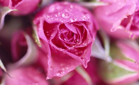 Pretty rose