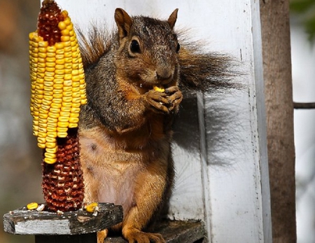 Eating My Treat - wood, squirrel, eating, corn