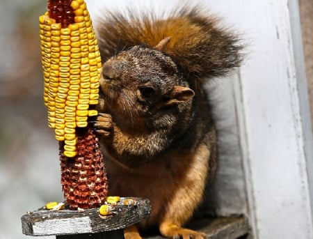 Let Me Take a Big Bite - corn, fur, squirrel, wood