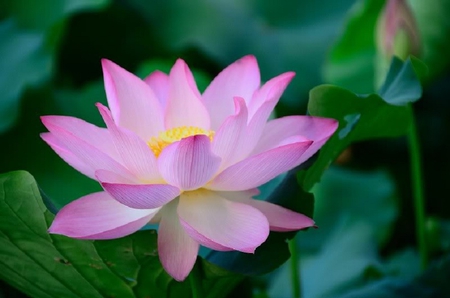 Pretty Water Lilly - leaves, flower, lilly, water