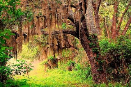 Hanging Moss - hanging, tree, moss, grass