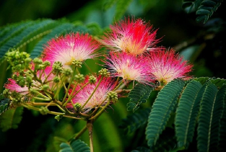 Mimosa Tree - flower, pink, tree, leaves