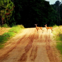 Watch Out for the Deer