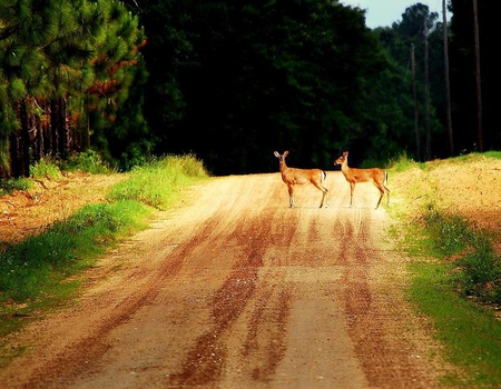 Watch Out for the Deer - trees, road, deer, grass