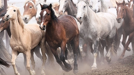 Galloping Horses - horses, white, galloping, brown