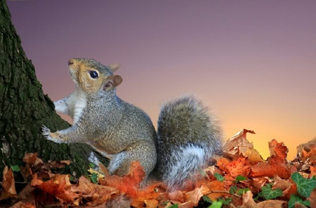 Are You Up There - leaves, tree, trunk, squirrel