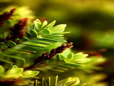 Leaves - flower, nature, leaf, green