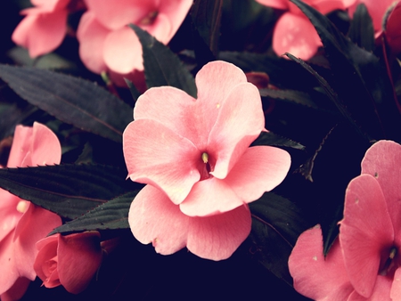 Pink - nature, gloom, flower, spring