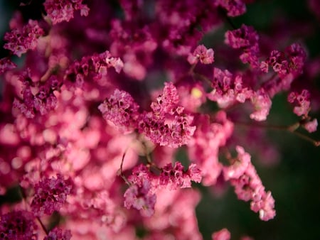 Cool - nature, blossom, flower, pink