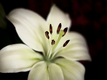 White - white, nature, macro, flower