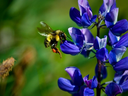 Little Wasps - nature, purple, bee, macro, flower