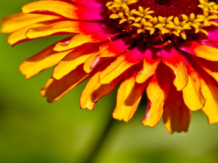 Color - nature, macro, cool, beautiful, flower