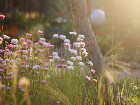 Morning - nature, sunshine, view, wildflowers, flower