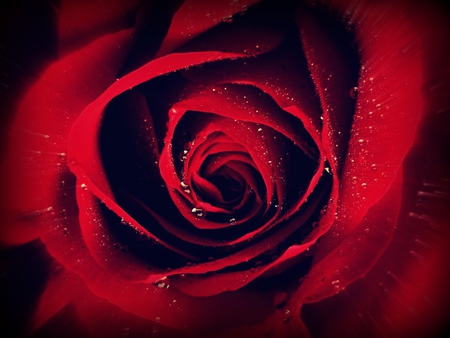 Red Rose - nice, pretty, cool, red