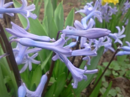 Hyacinth - garden, flower, hyacinth, spring