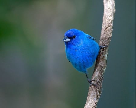 Indigo Bunting - tiny, branch, blue, indigo bunting, cute, bird