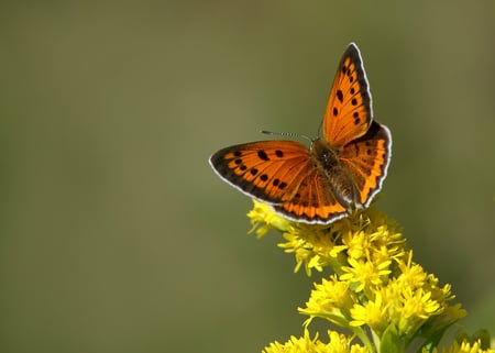 Beautiful butterfly - brown, butterfly, yellow, beautiful, flowers