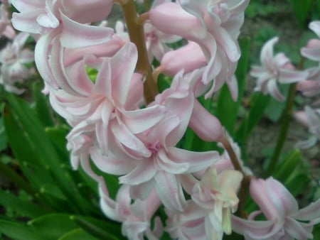 Pink hyacinth - pink, bulgaria, garden, spring, hyacint