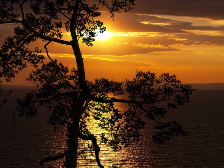 What a wonderful World - glow, sky, ocean, beautiful, sun, orange, tree, sea