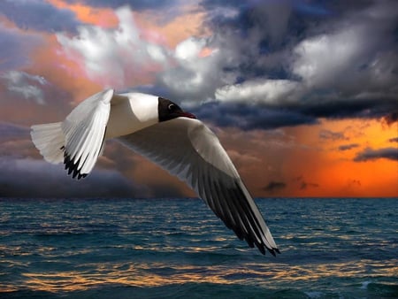 Making his way Home - clouds, black, white, sunset, gull, wings, sea, ocean