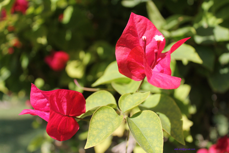 flower - abu dhabi, nice, rose, flower