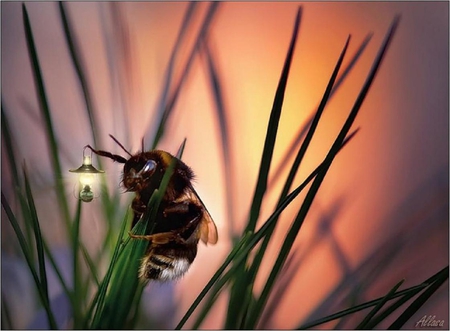 Bee with lantern. - bee, nature, leaf, light, plant, sun, lantern