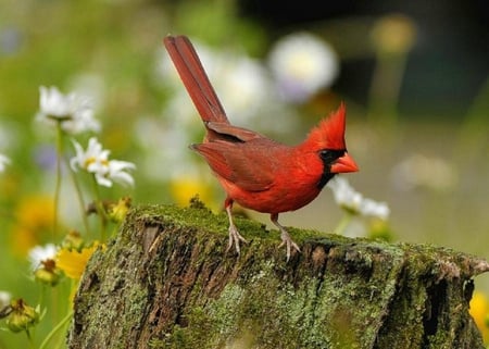 Cardinal. - bird, cardinal, stump, nature, red, flower