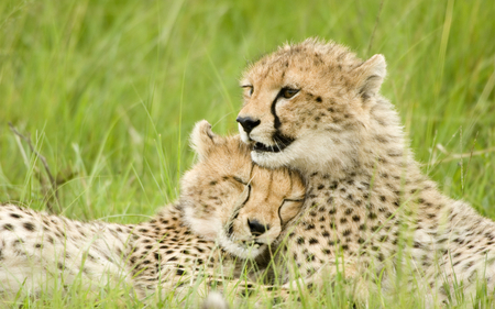 Cheetah love. - love, cat, affection, wild, animal, cheetah