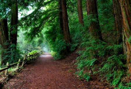 Forest of feeling. - path, nature, scenery, green, forest, fence, tree