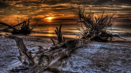 Over the Fallen Trees - sky, white sand, golden, beautiful, fiery, beachfront, sunset, hdr