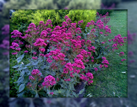 PRETTY PICTURE - garden, bush, pink, red