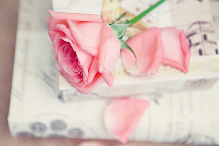 Soft And Dreamy - flowers, roses, soft, tender, sweet