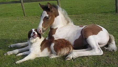 Matches & patches - white, brown, horse, matching, dog, friends, grass, foal