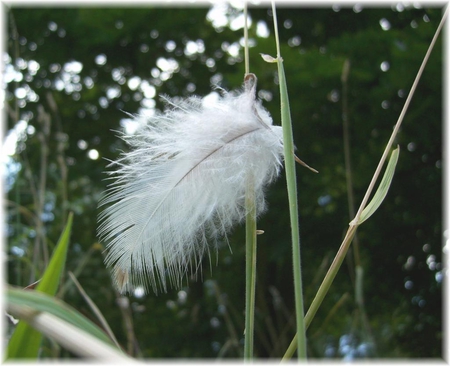 Angel Feather - grass, feather, angles, sweet