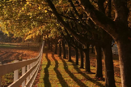 Timeless Fall Morning - trees, sun, fence, shadow