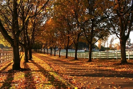 Down the Driveway - trees, fence, driveway, autumn