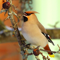 Waxwing